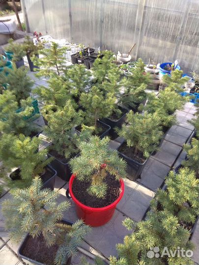 Саженцы ели