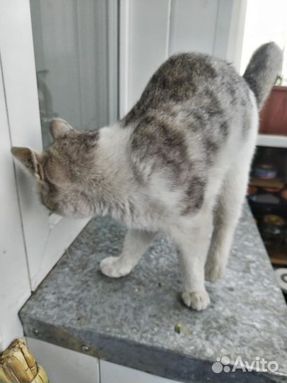 Кошка в добрые руки