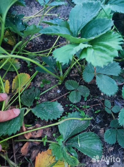 Рассада усы клубники виктория крупная