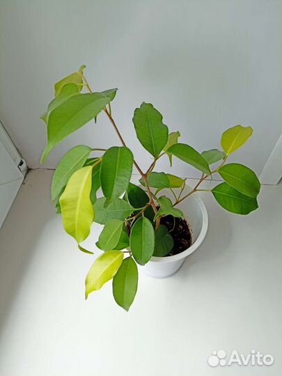 Фикус Бенджамина