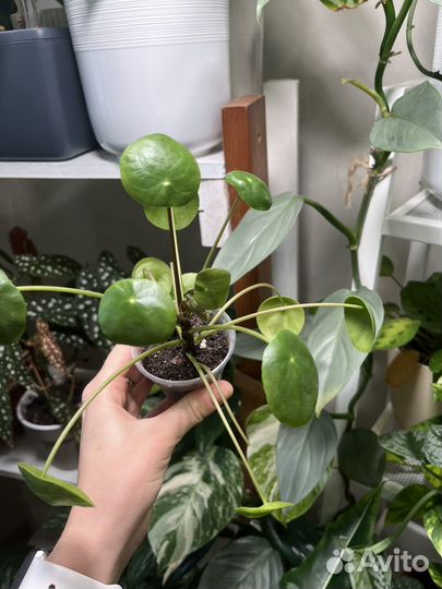 Сингониум, сциндапсус мунлайт, Пилея