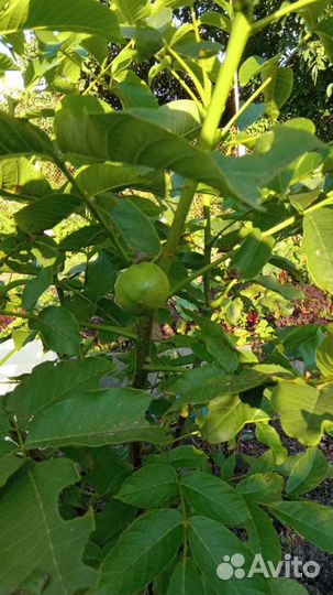 Грецкий орех саженцы