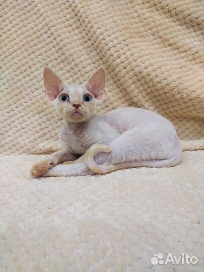 Котята девон-рекс