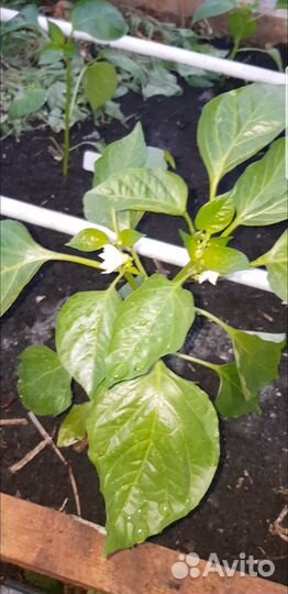 Рассада перца сладкого