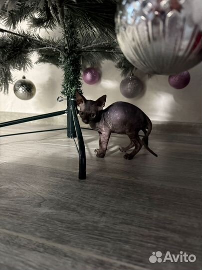 Котёнок породы Сфинкс