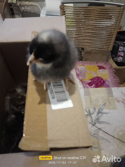 Цыплята цветной бройлер