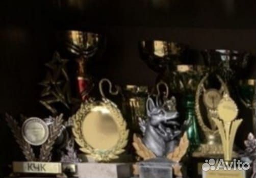 Награды с выставки собак