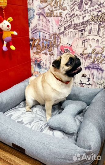 Вязка мопс девочка