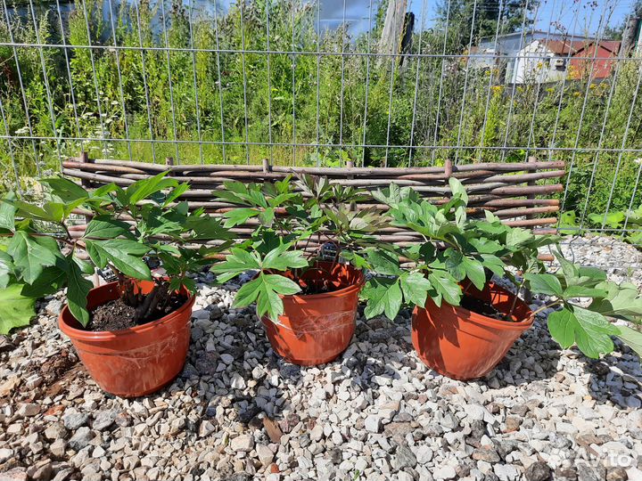 Ито-пионы (саженцы с зкс)