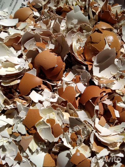 Яичная скорлупа