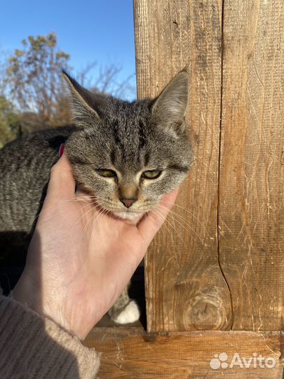 Британские котята