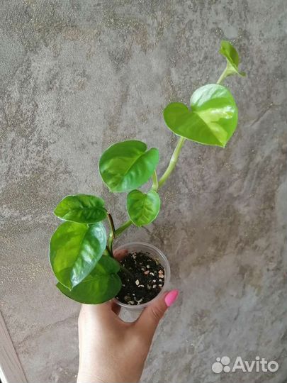 Сциндапсус, эпипремнум, филодендрон