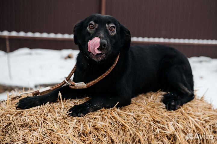 Собака в дар