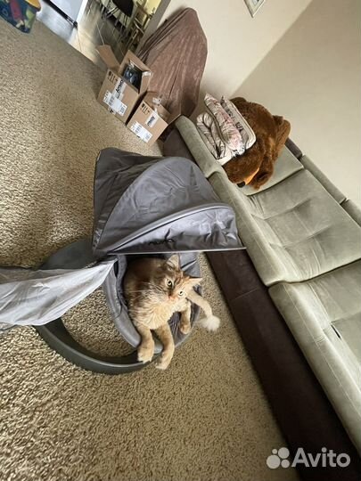 Nuna шезлонг+дуга с игрушками+ маскитная сетка