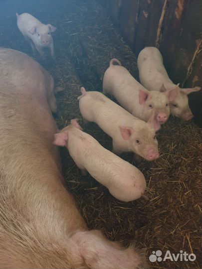Поросенок мясных пород