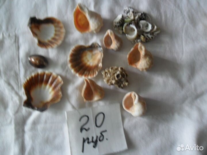 Ракушки для аквариума и не только