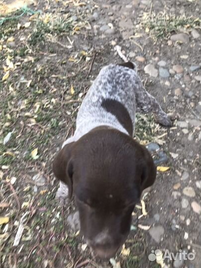 Щенки курцхаара