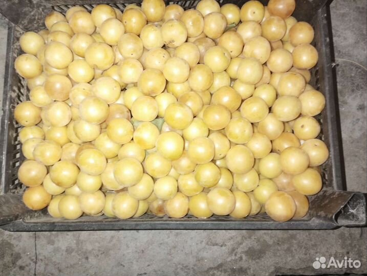 Слива желтая