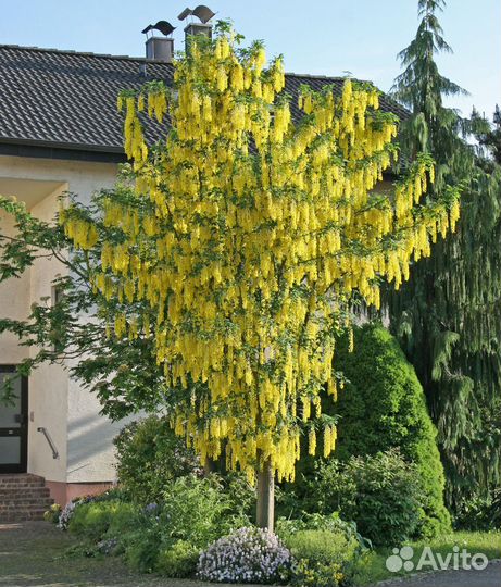 Семена 100 шт жёлтая акация,бобовник