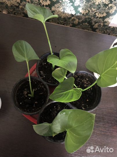 Комнатные цветы калла