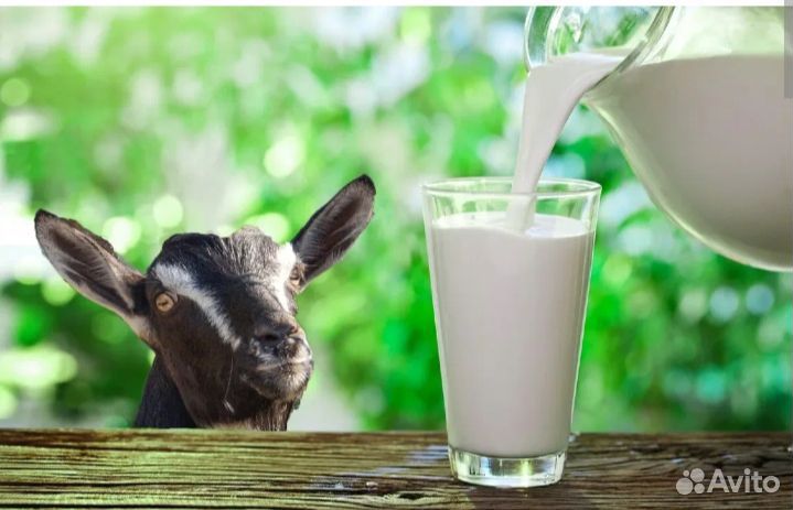 Козье молоко.Яйца домашние.Инкубационное яйцо