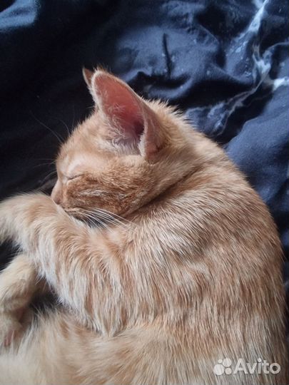 Рыжий котенок в дар