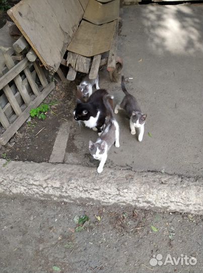 Котята в добрые руки 3-х месячные