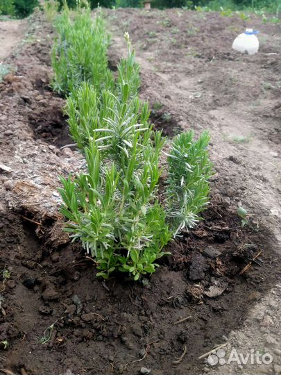 Лаванда розовая