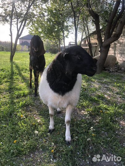 Козы бараны