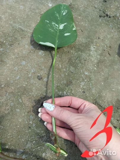 Монстера альба