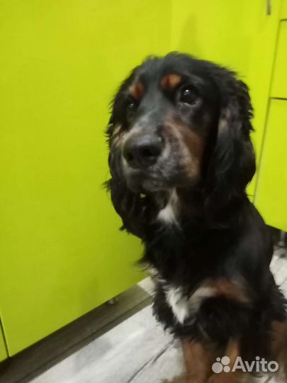 Вязка собак