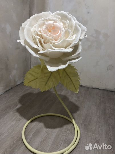 Ростовой цветок роза