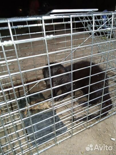 Норка