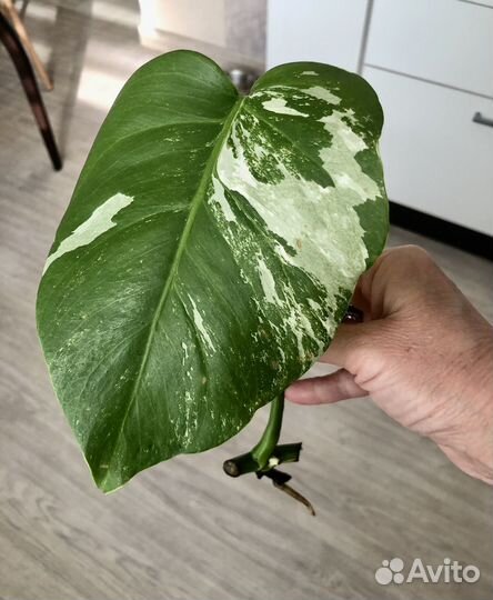 Монстера альба