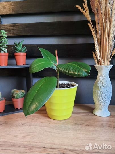 Фикусы разные