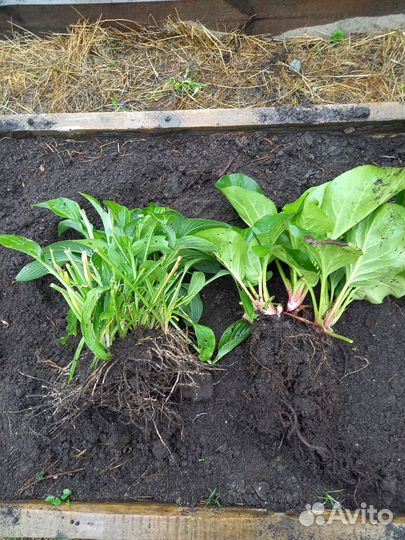 Хоста ибарвинок