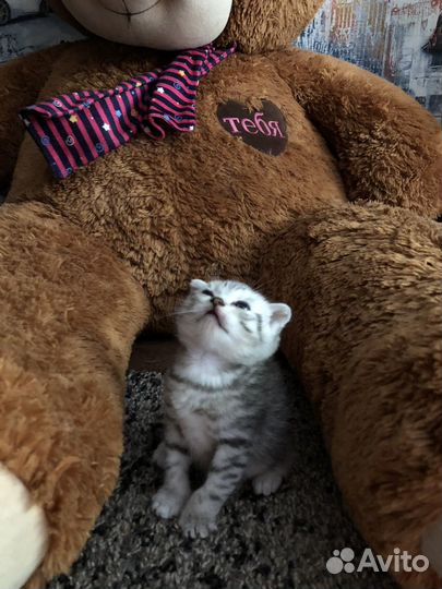 Продаю шотладских вислоухих котят