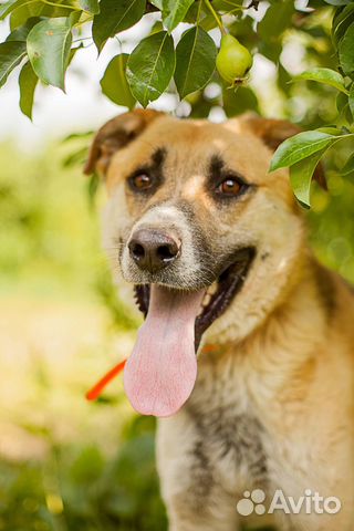 Бэд очень ждет Вас в приюте