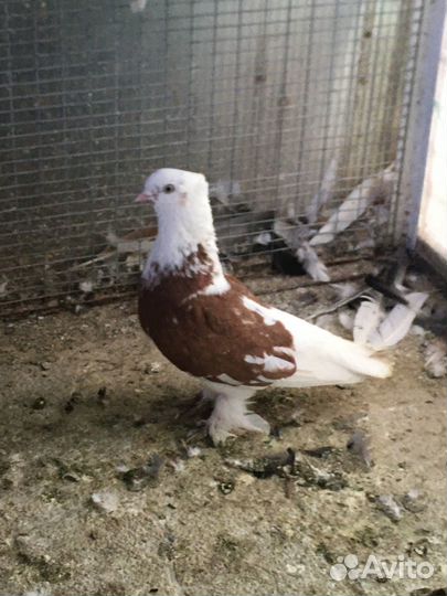 Андижанские Высоколетные, Бойно-игровые голуби