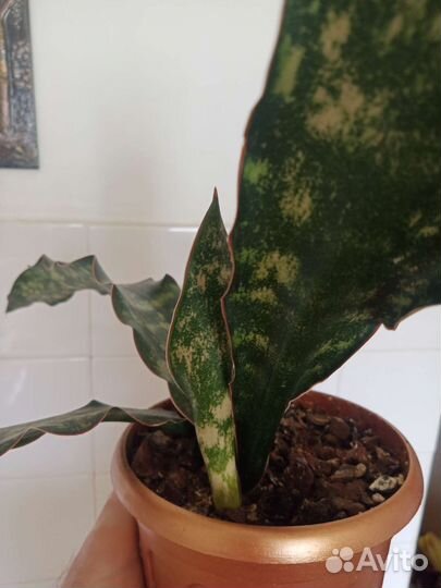 Сансевиерия кирки браун