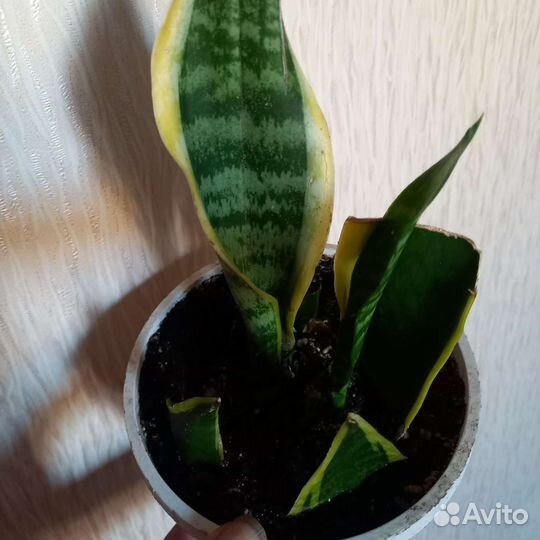 Сансивиерия Канари и Лауренти