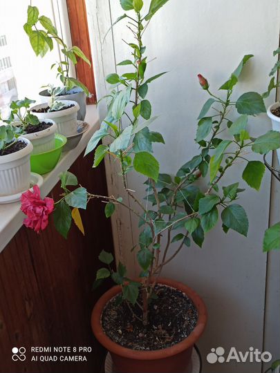 Комнатные цветы