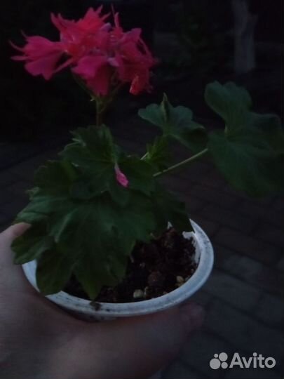 Пеларгония ампельная два сорта