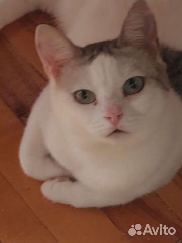 Красавица Молли ждёт вас