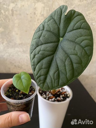 Алоказия мело