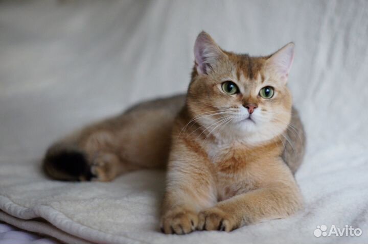 Британский золотой мальчик