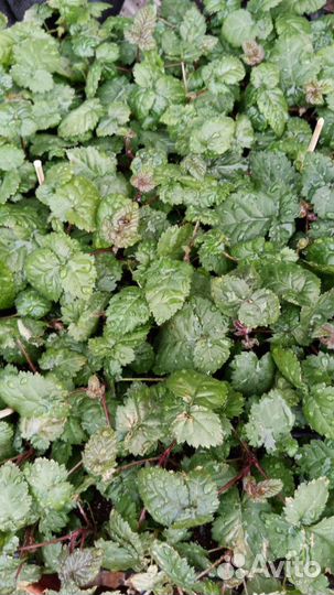 Саженцы Ежевики Блэк Джем