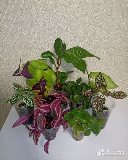 Комнатные цветы