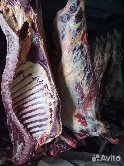 Продам мясо говядина