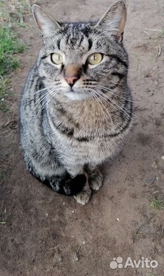 Котик в добрые руки